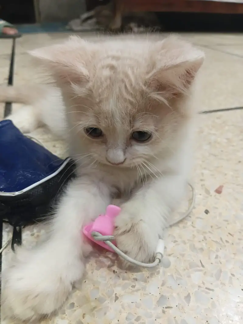 Sell Kittens — photo 6