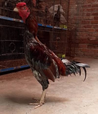 Sindhi Aseel Murga