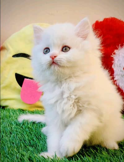 Persian cat female for sale age 3 month 0327===6839==782 my WhatsApp