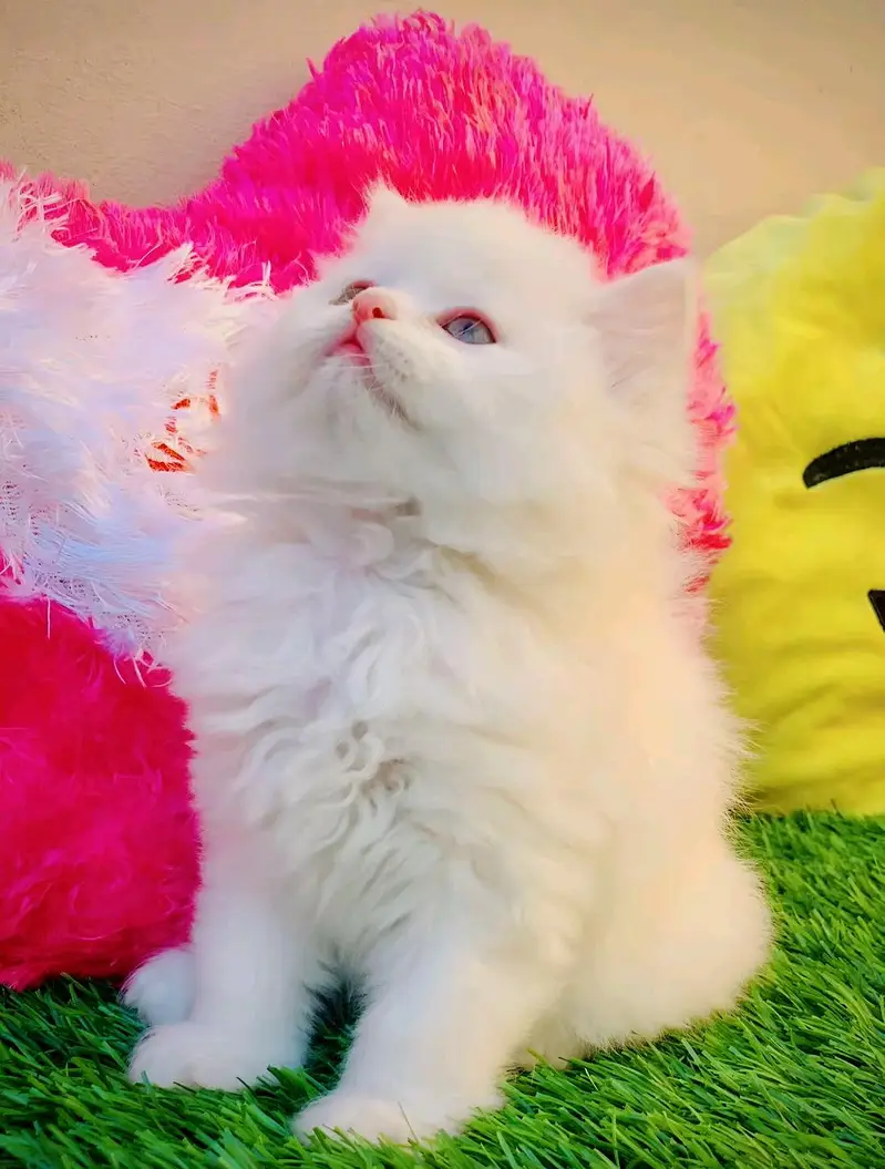 Persian cat female for sale age 3 month 0327===6839==782 my WhatsApp — photo 2