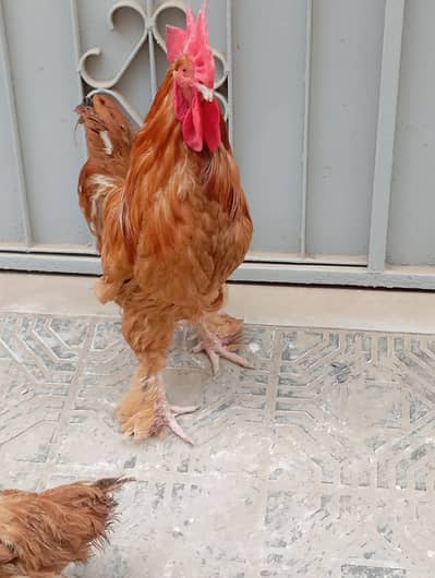 Pure Buff Cochin Murga Murgi Pair for Sale