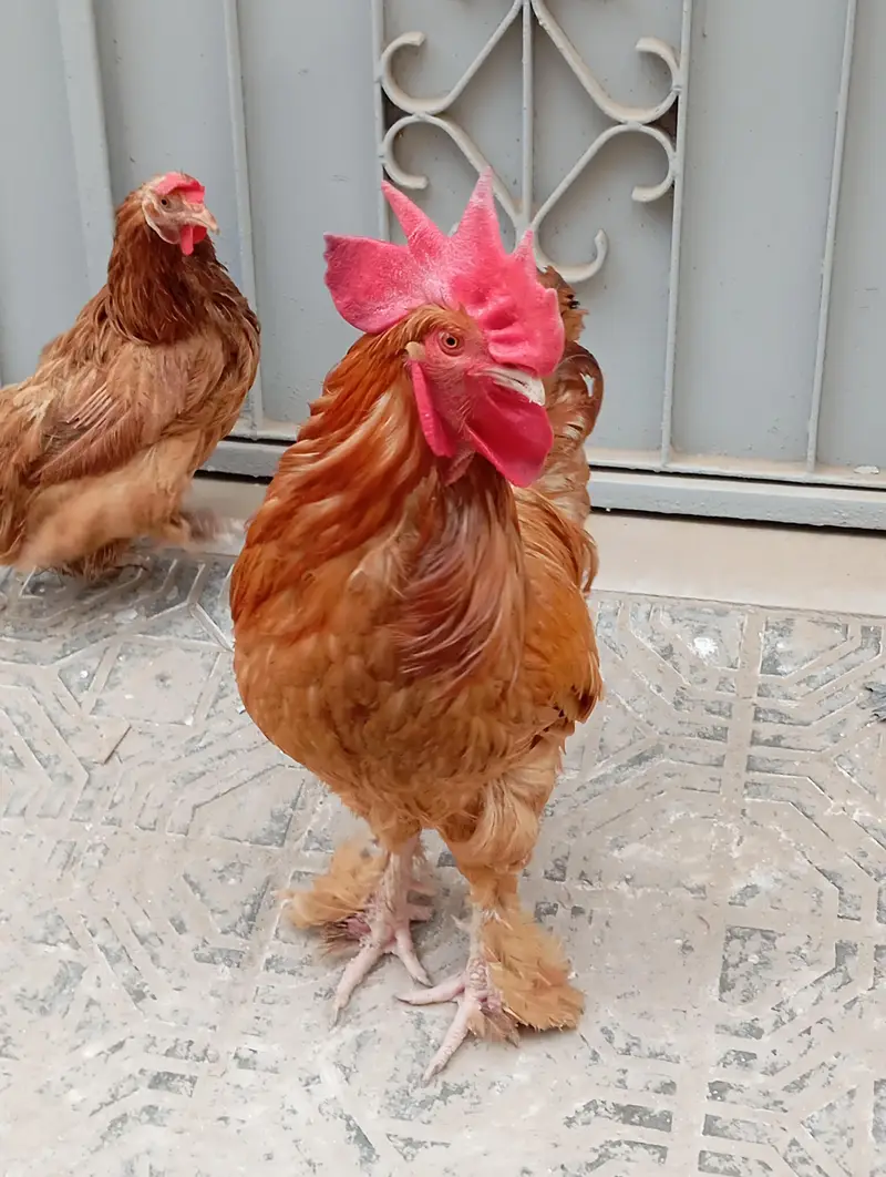 Pure Buff Cochin Murga Murgi Pair for Sale — photo 2