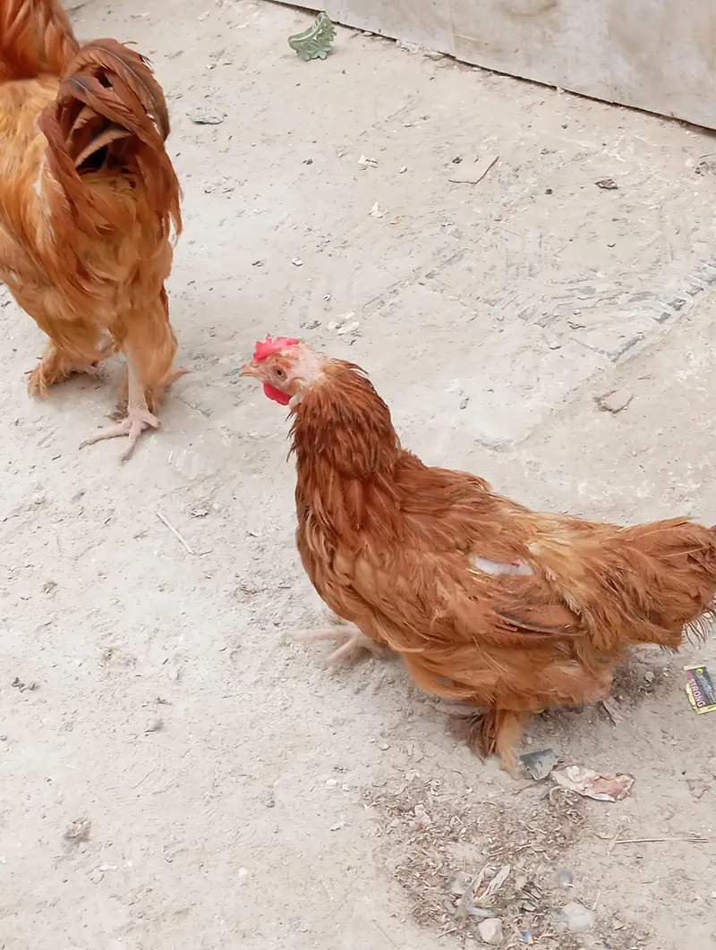 Pure Buff Cochin Murga Murgi Pair for Sale — photo 3