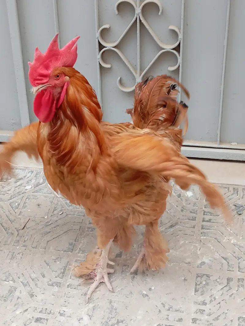 Pure Buff Cochin Murga Murgi Pair for Sale — photo 4