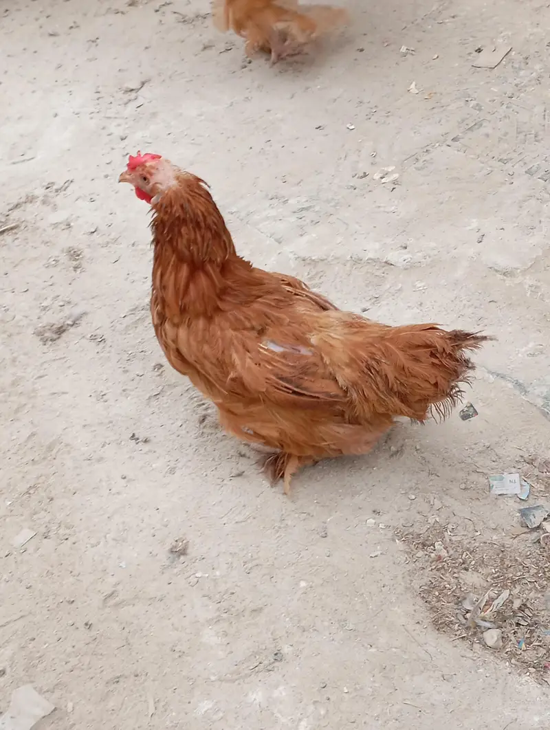 Pure Buff Cochin Murga Murgi Pair for Sale — photo 5