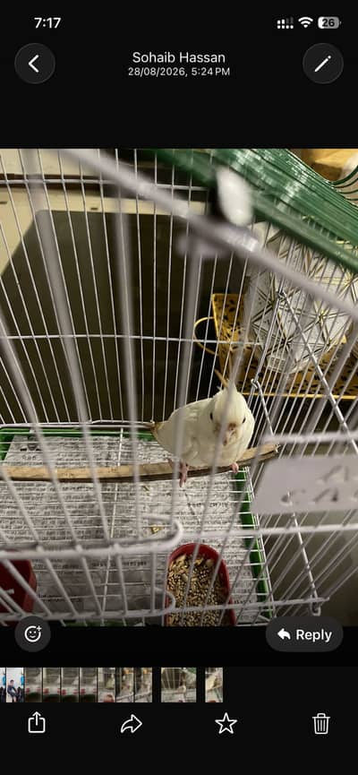 Beautiful coakateil bird