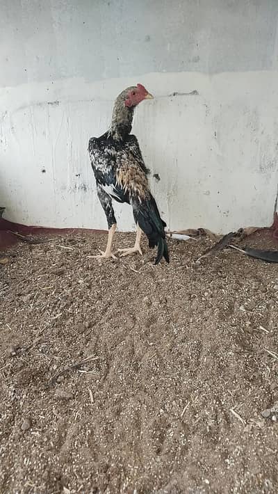 best for breeding