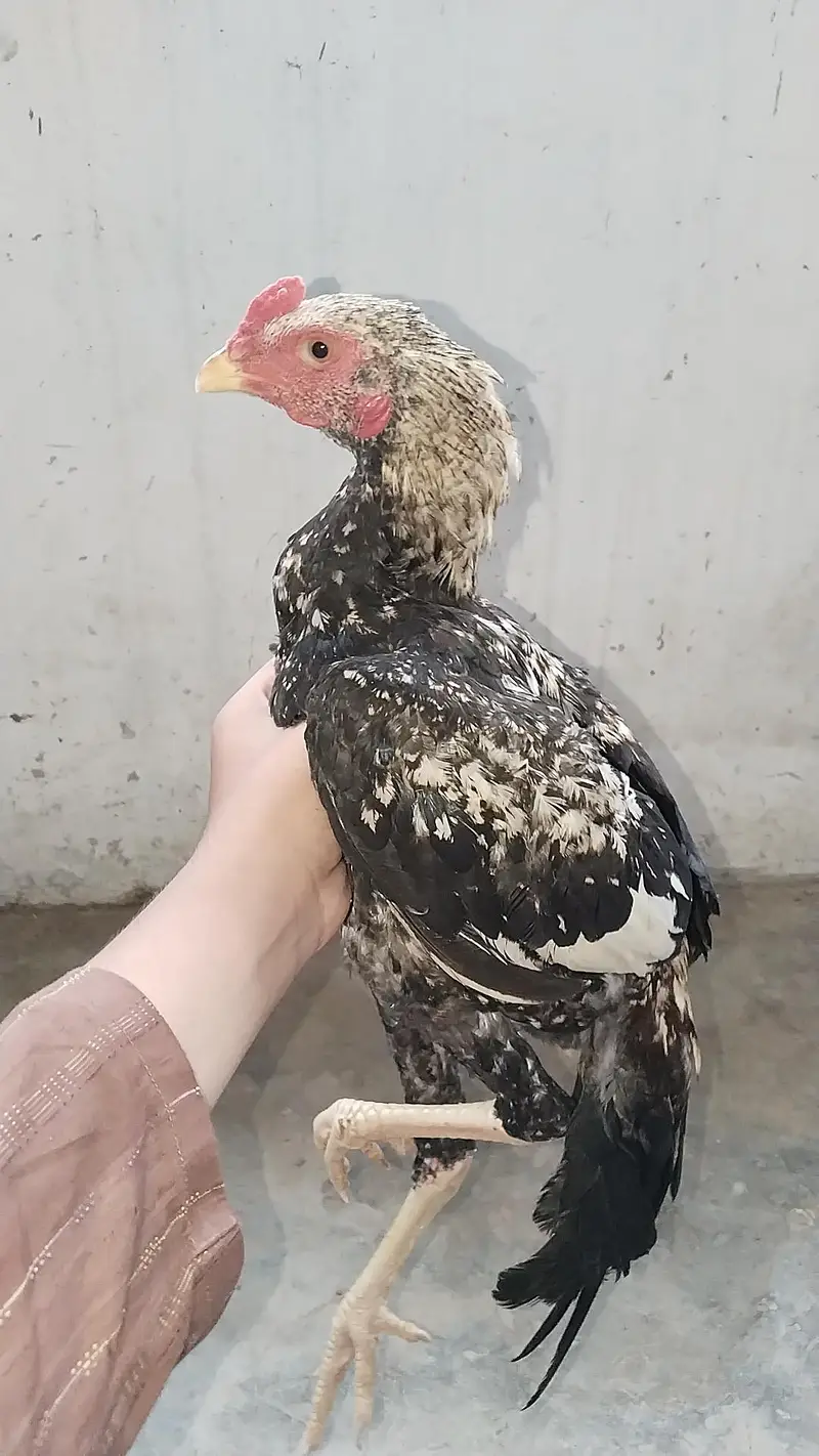 best for breeding — photo 2