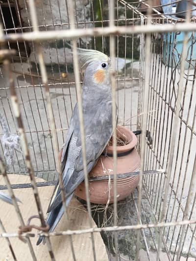 only male parrot