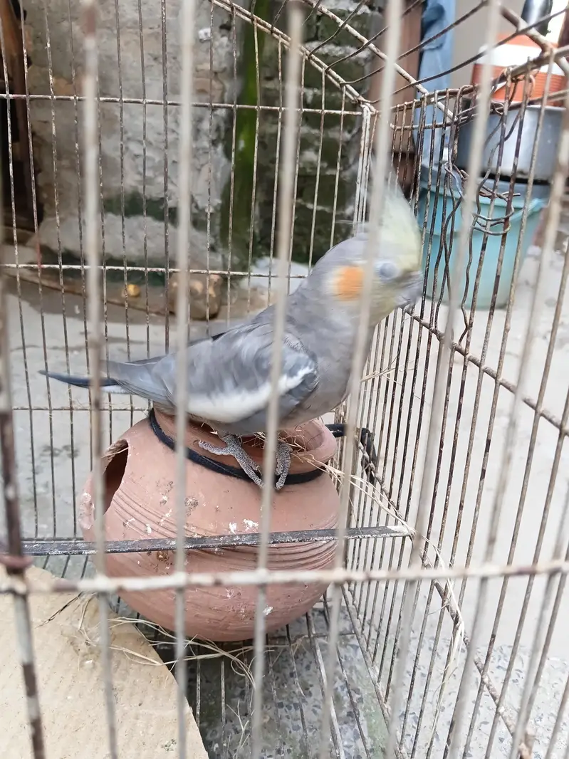 only male parrot — photo 2