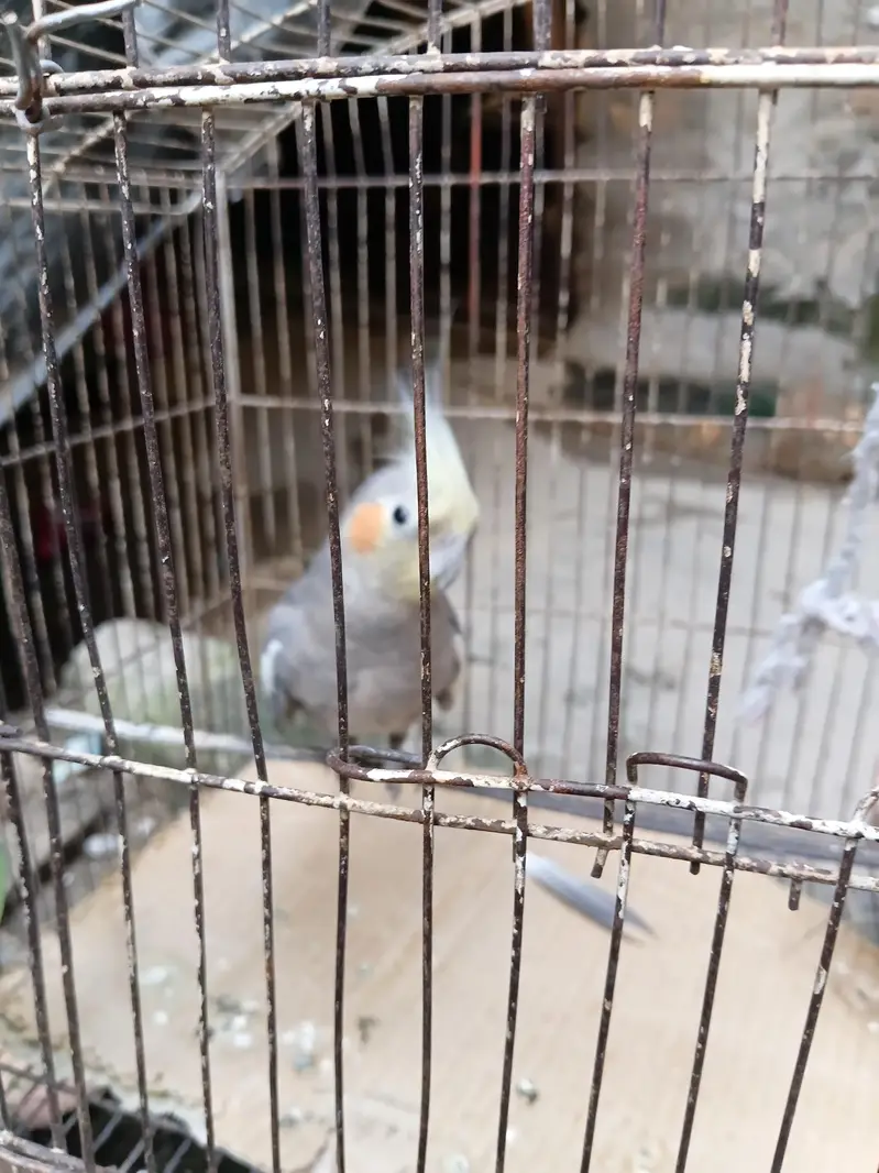 only male parrot — photo 3