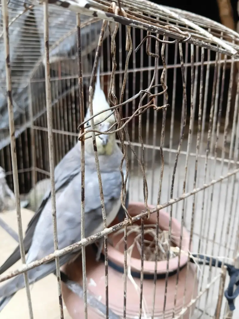 only male parrot — photo 4