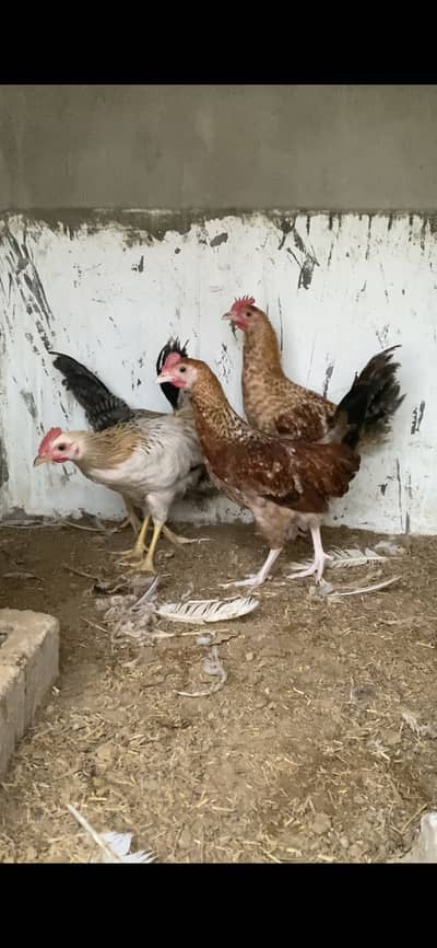 Yummy Misri chicks for Winter
