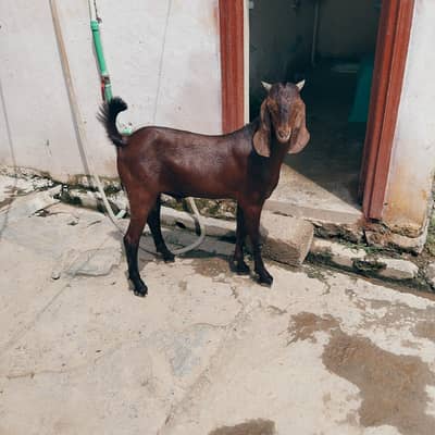 pure dasi bakry for sale