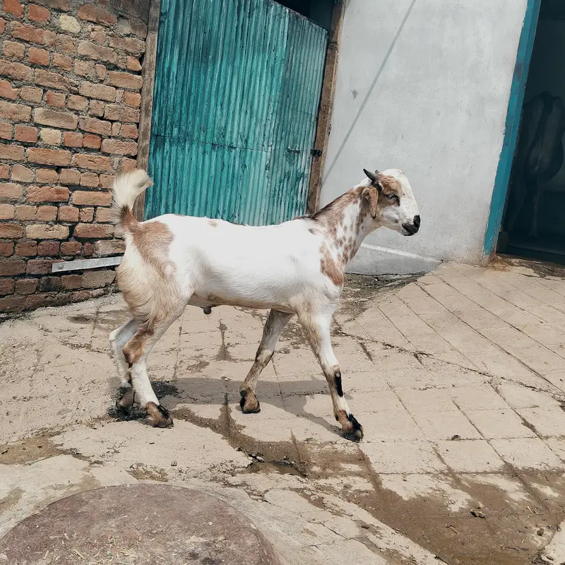 pure dasi bakry for sale — photo 3
