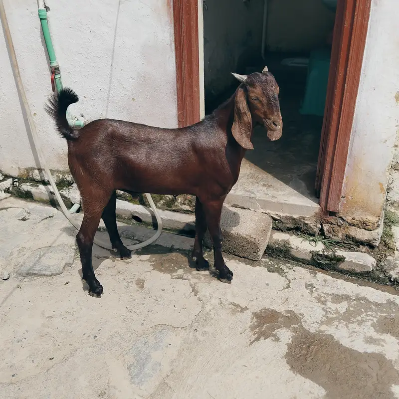 pure dasi bakry for sale — photo 5