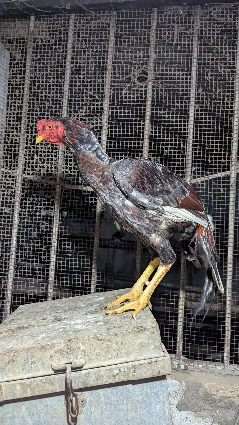 Good Quality Peela Saleta Parha — photo 3