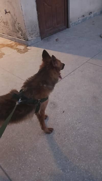 Belgian Shepherd Male Dog for Sale – Healthy & Active