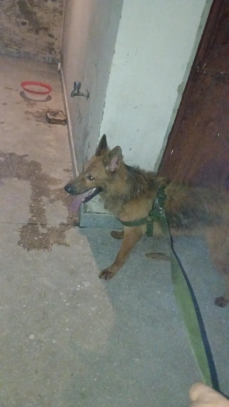 Belgian Shepherd Male Dog for Sale – Healthy & Active — photo 2