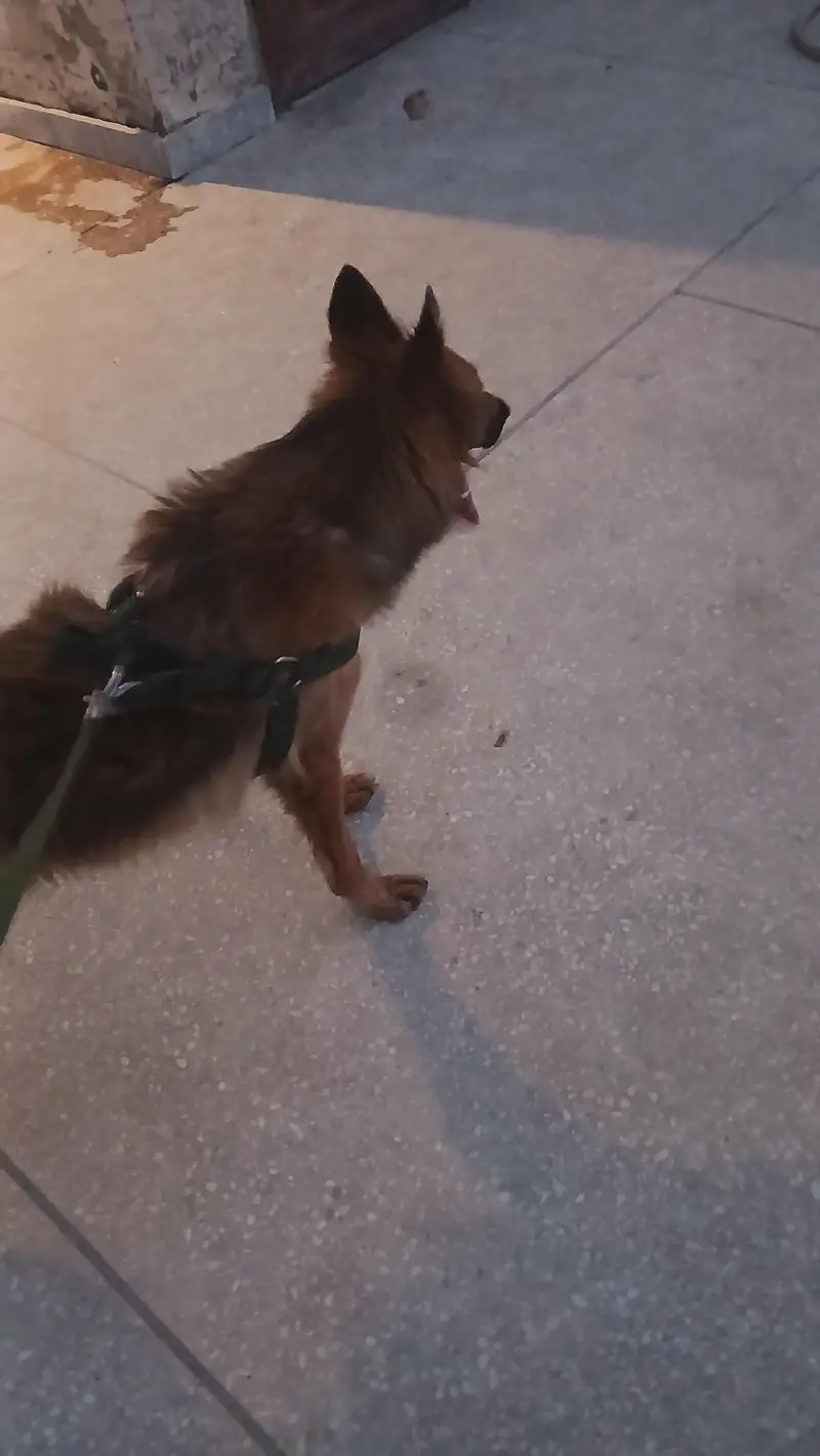 Belgian Shepherd Male Dog for Sale – Healthy & Active — photo 3