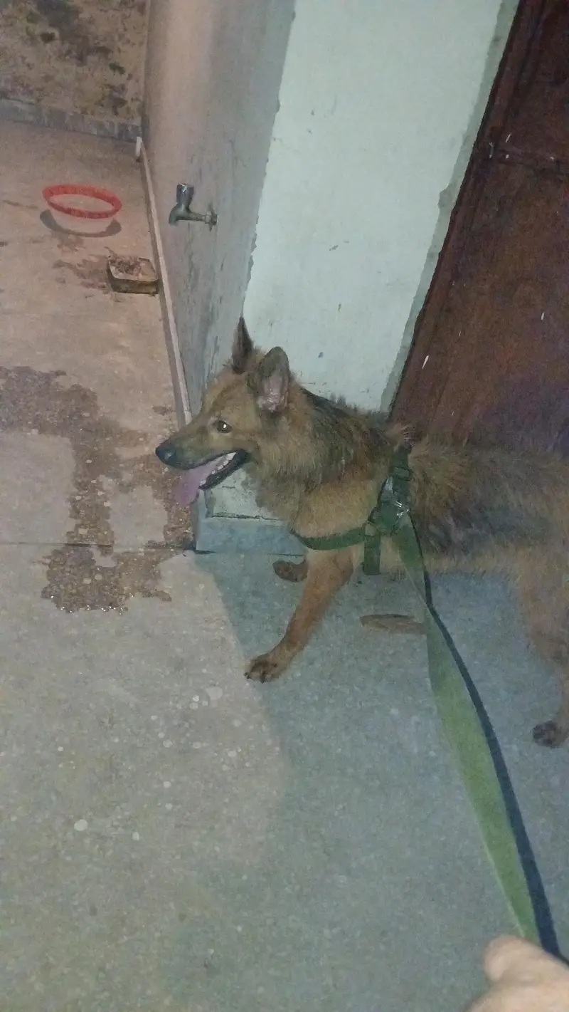 Belgian Shepherd Male Dog for Sale – Healthy & Active — photo 4