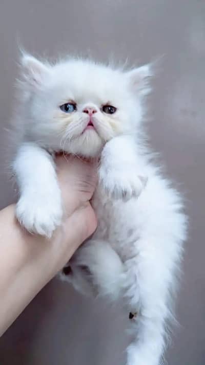 peki female kitten location karachi