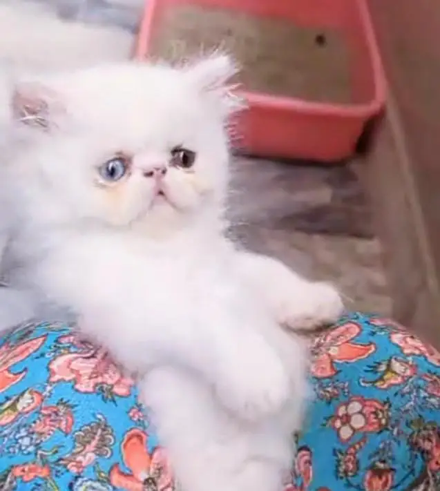 peki female kitten location karachi — photo 2
