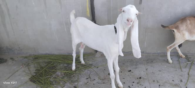 gulabi  Bakri 2.5 month cross
