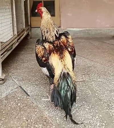 Aseel Jawa Murga For Sale