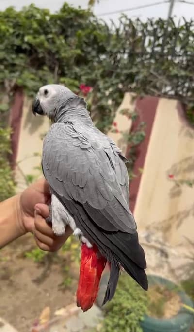 African grey parrot handtame self