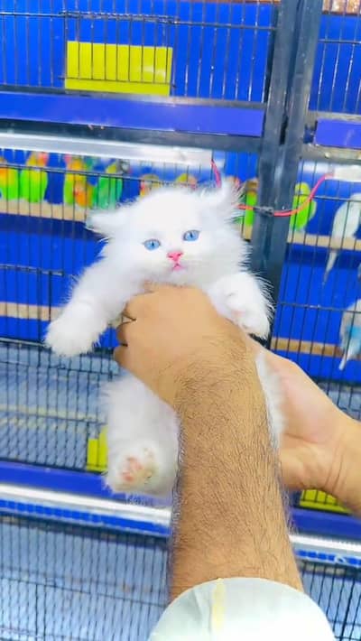 Persian cat female for sale age 3 month 0327===6839==782 my WhatsApp