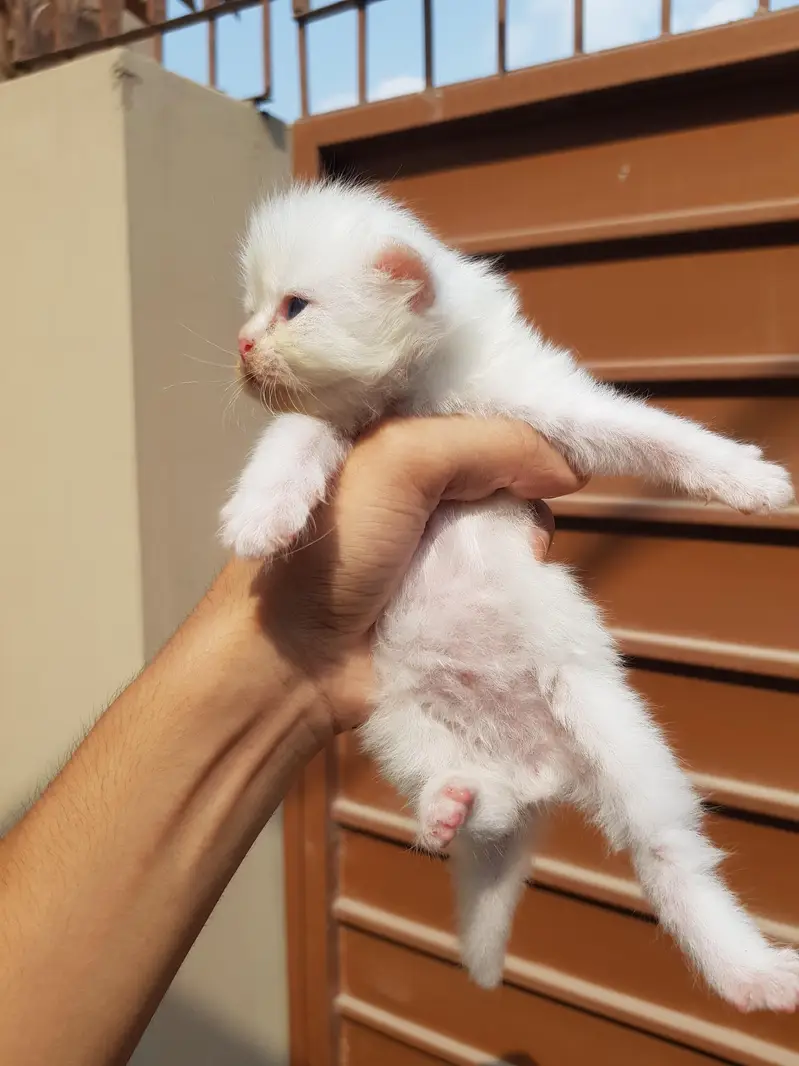 Punch face triple coat kittens for sale. — photo 2