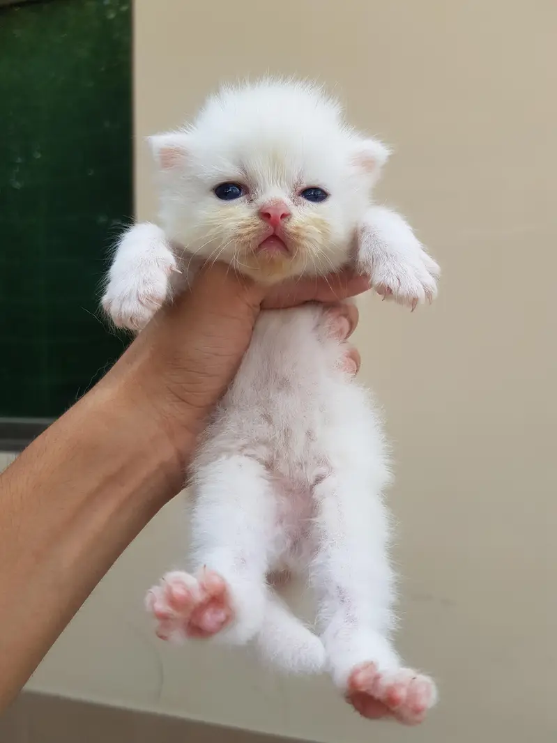 Punch face triple coat kittens for sale. — photo 3