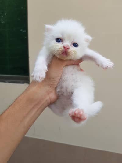 Punch face triple coat kittens for sale.