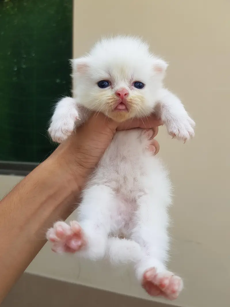 Punch face triple coat kittens for sale. — photo 4