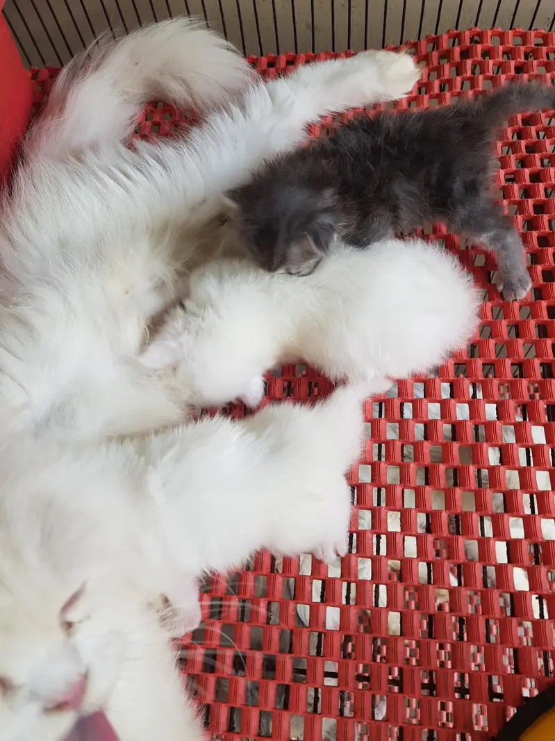 Punch face triple coat kittens for sale. — photo 5