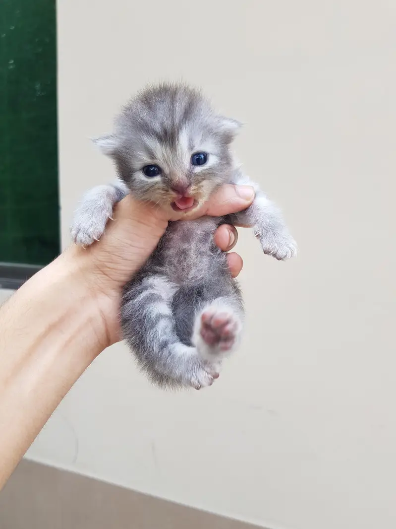 Punch face triple coat kittens for sale. — photo 6