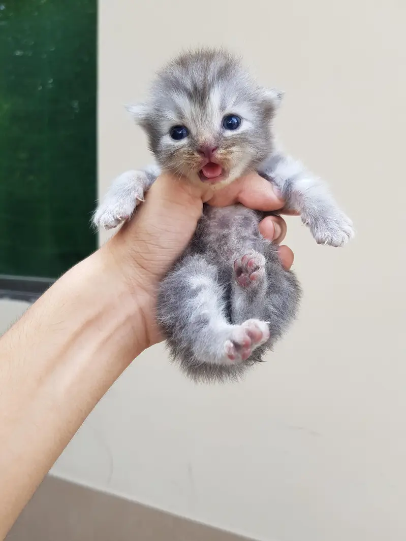 Punch face triple coat kittens for sale. — photo 7