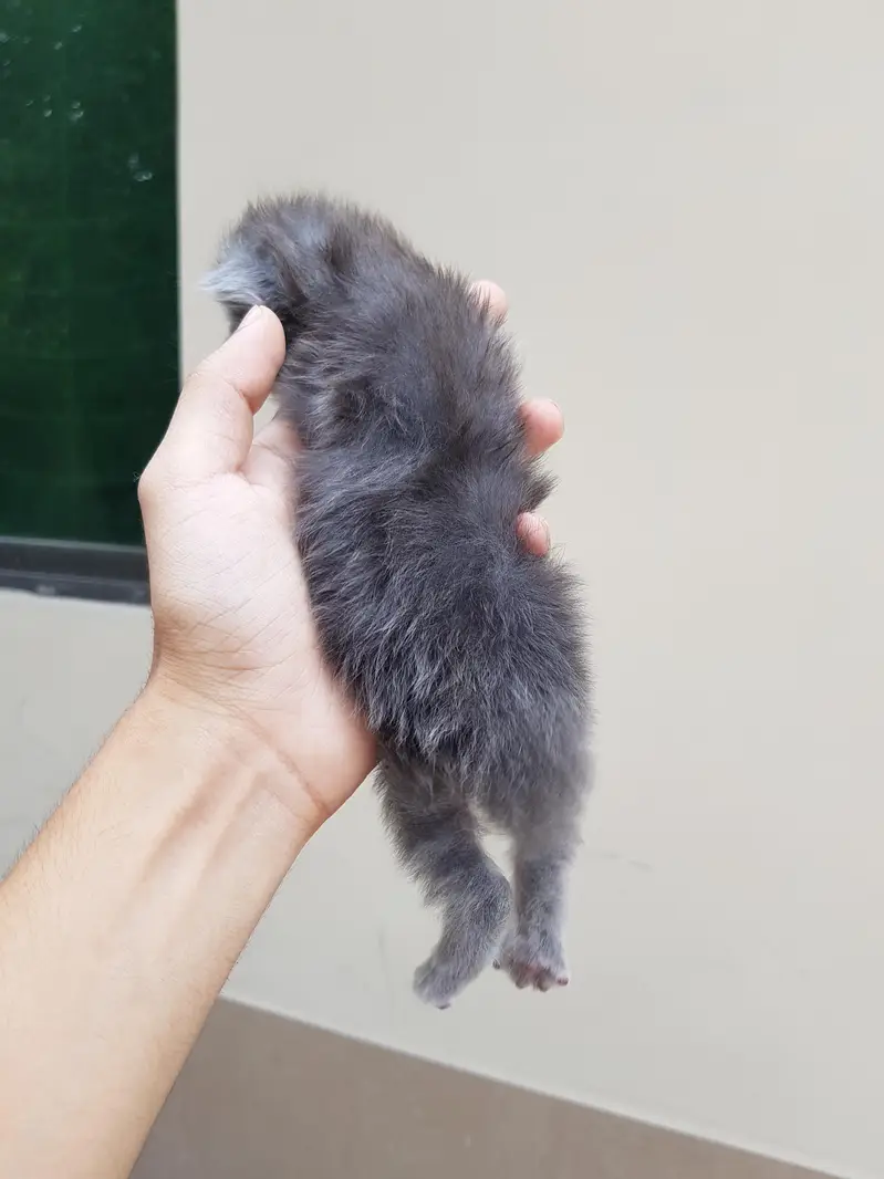 Punch face triple coat kittens for sale. — photo 8