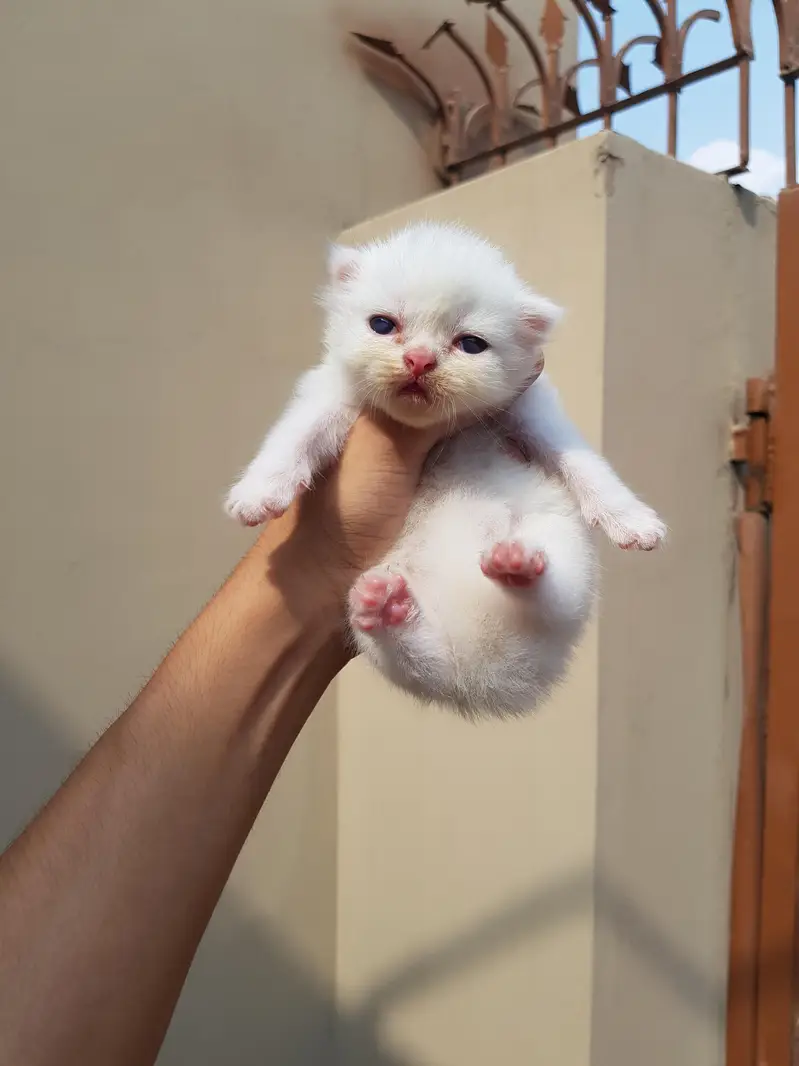 Punch face triple coat kittens for sale. — photo 9
