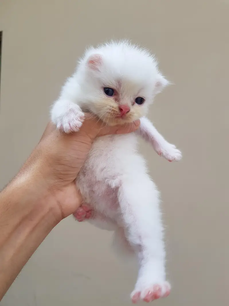 Punch face triple coat kittens for sale. — photo 10