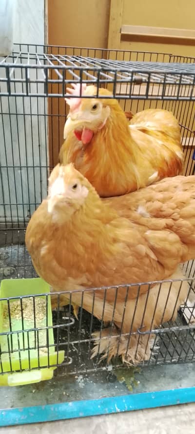 American golden buff