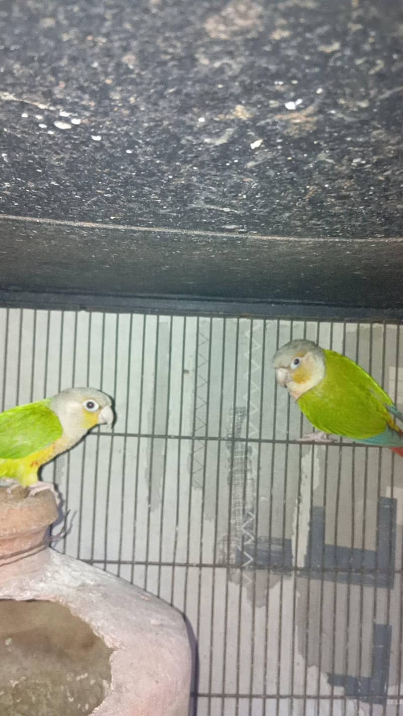 pinapple conure 0