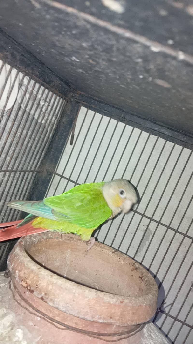 pinapple conure 1