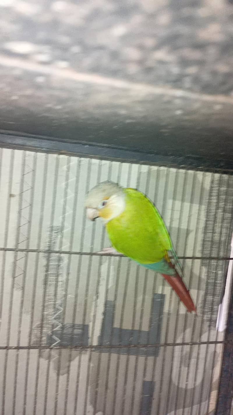 pinapple conure 2