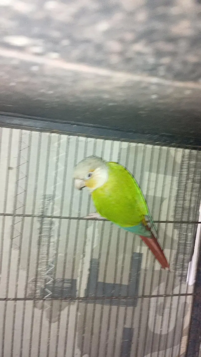 pinapple conure — photo 3