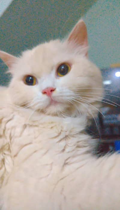 punch face beautiful Persian female triple coded cat  whtp 03188100390