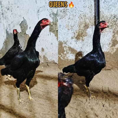 japanese 0 shamo hen
