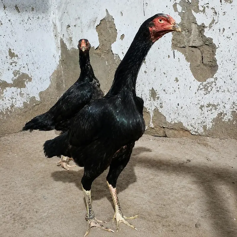 japanese 0 shamo hen — photo 2