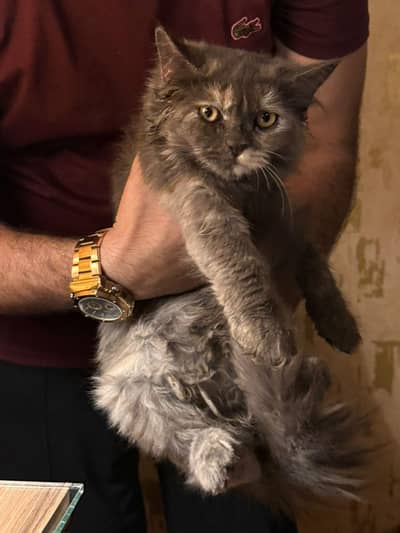 Persian crossed Siberian kittens